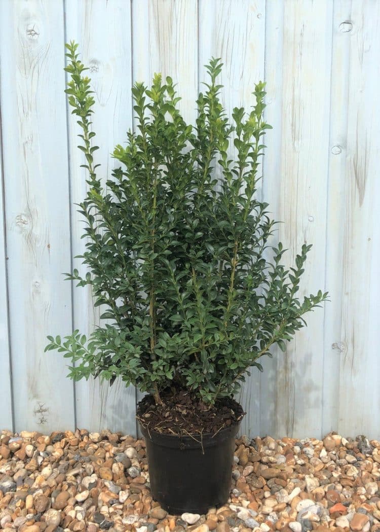 Buy Common Box Hedge Plants (Buxus Sempervirens) | Common Box Hedging