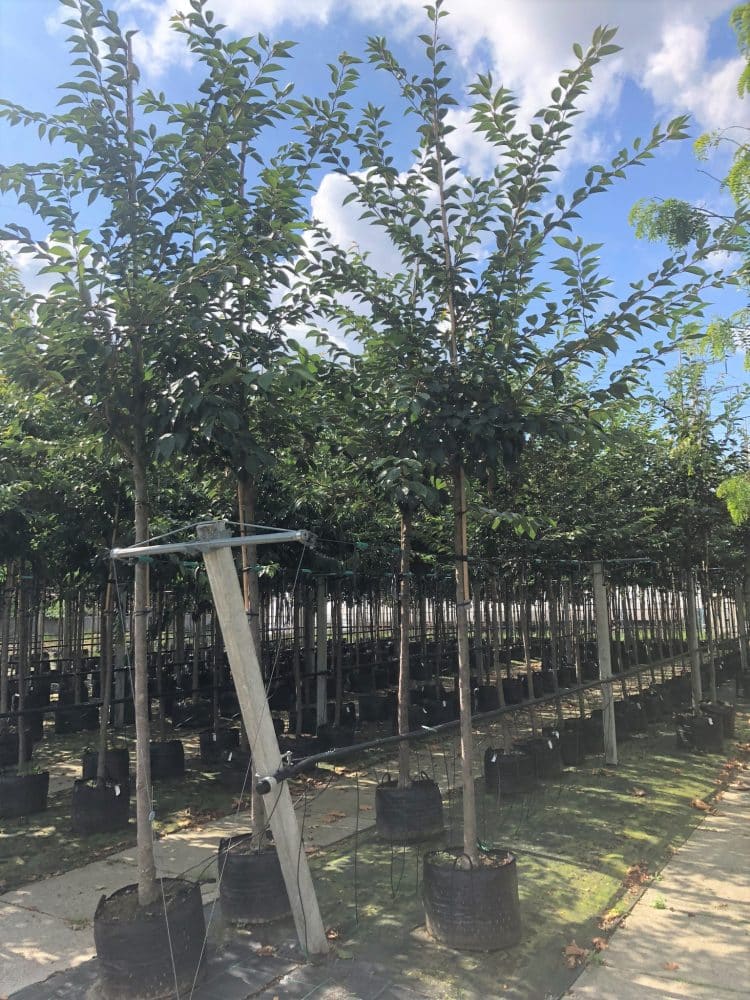 Flowering Cherry Autumn Flowering Mature Trees - Hopes Grove Nurseries