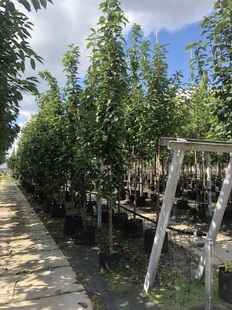 Flowering Cherry Flagpole Mature Trees - Hopes Grove Nurseries