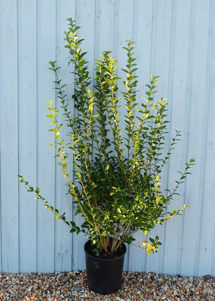 Buy Ligustrum Ovalifolium Hedging | Common Privet Hedge | Green Privet ...