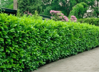 Buy Ligustrum Ovalifolium Hedging | Common Privet Hedge | Green Privet ...