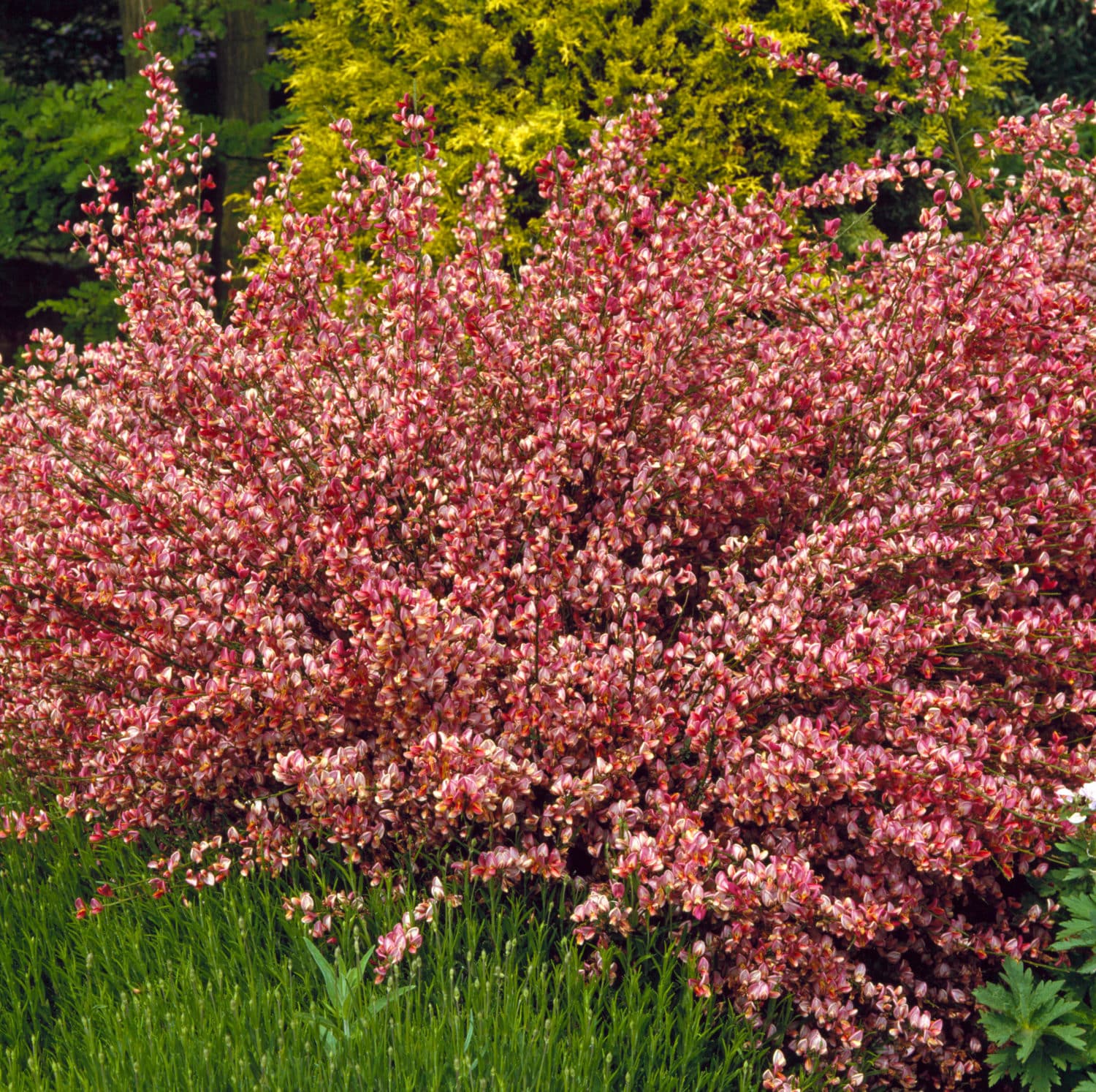 Buy Mixed Native Hedging Plants UK | Hope Grove Nurseries