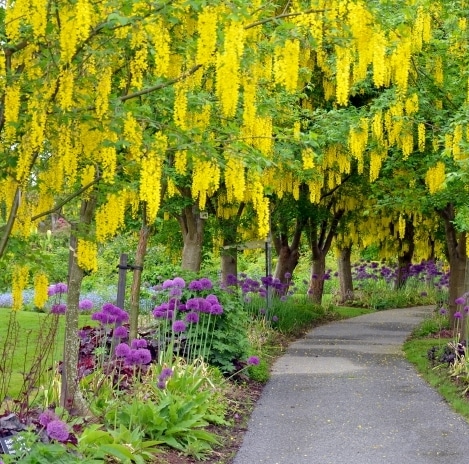 Laburnum Trees For Sale - Laburnum x Watererii Vossii - Hopes Grove