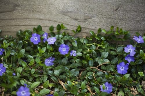 vinca minor bowles