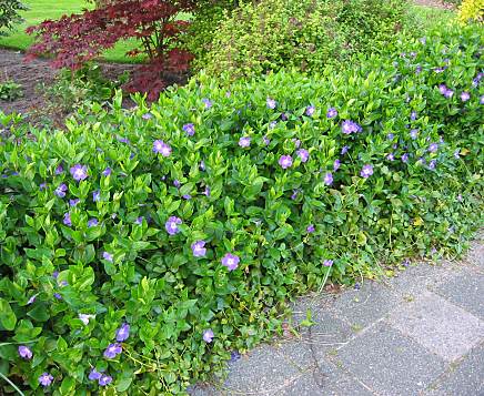 VINCA MAJOR USED AS GROUND COVER