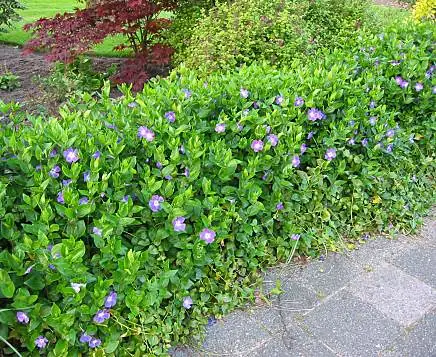 VINCA MAJOR USED AS GROUND COVER