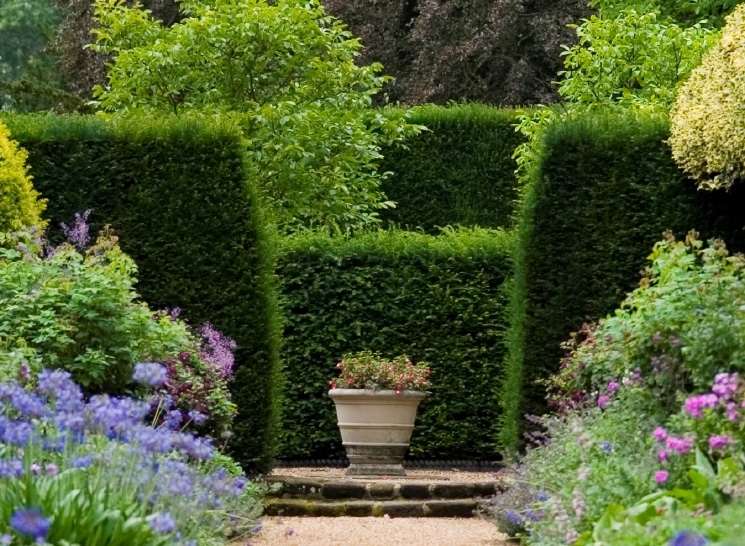 english yew hedge
