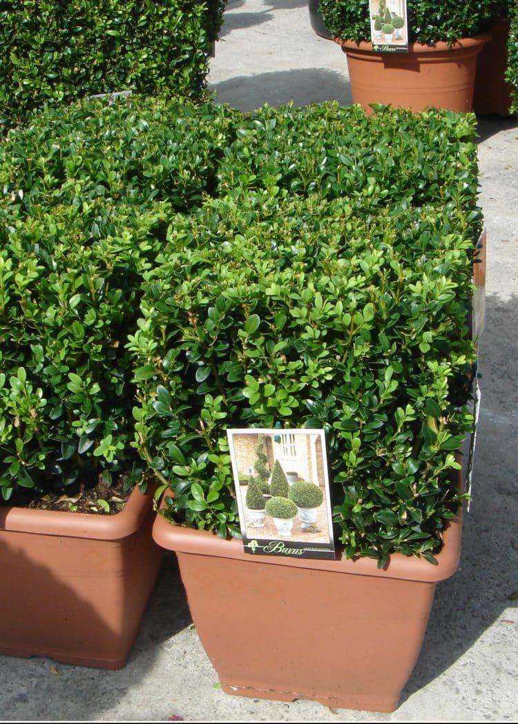 Buy Box Topiary Cubes | Buxus Cube Shaped Topiary | Hopes Grove Nurseries