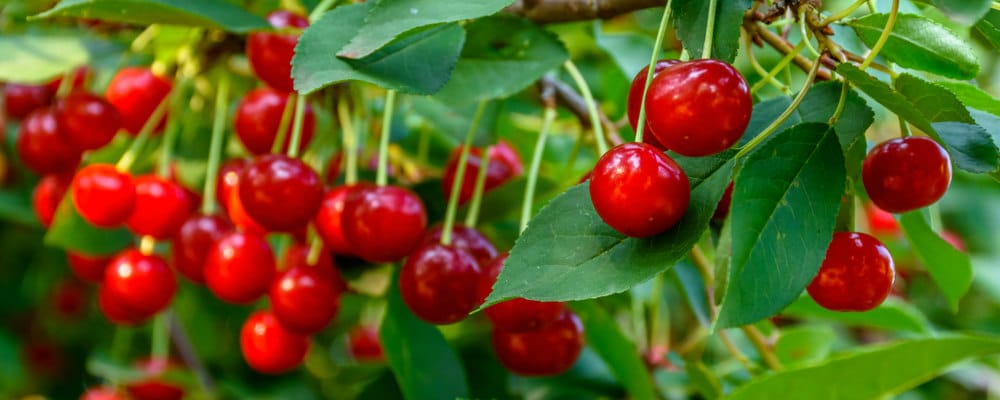 Stella Cherry Trees - Prunus Avium Stella - Hopes grove Nurseries