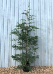 Buy Green Leylandii Hedging | Cupressocyparis Leylandii Hedge Plants