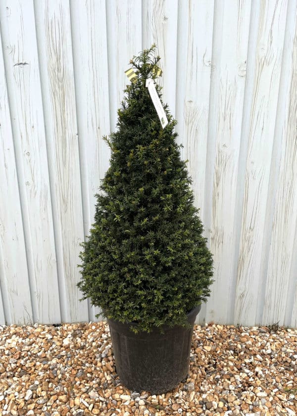 Yew English Cone Shape Topiary - Hopes Grove Nurseries