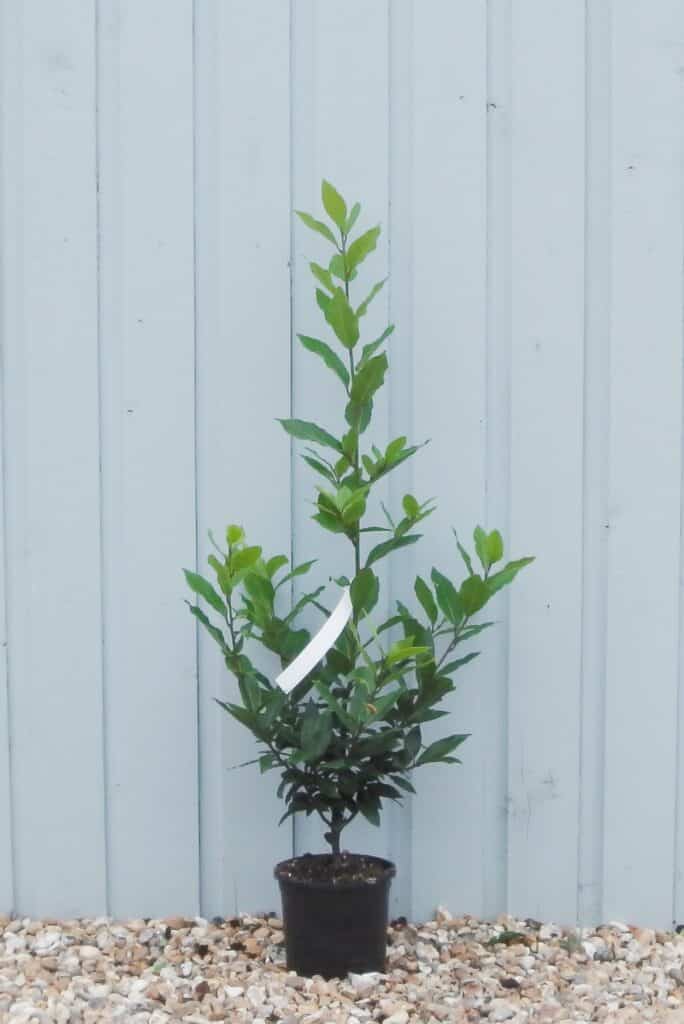 Buy Bay Laurel Hedge Plants | Laurus Nobilis Hedges | Bay Laurel Hedging