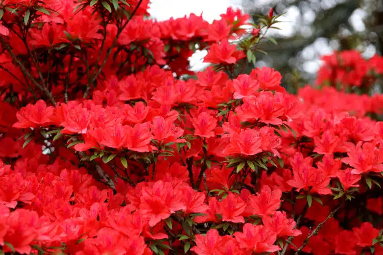 MATURE AZALEA ADDY WERRY PLANT IN FLOWER