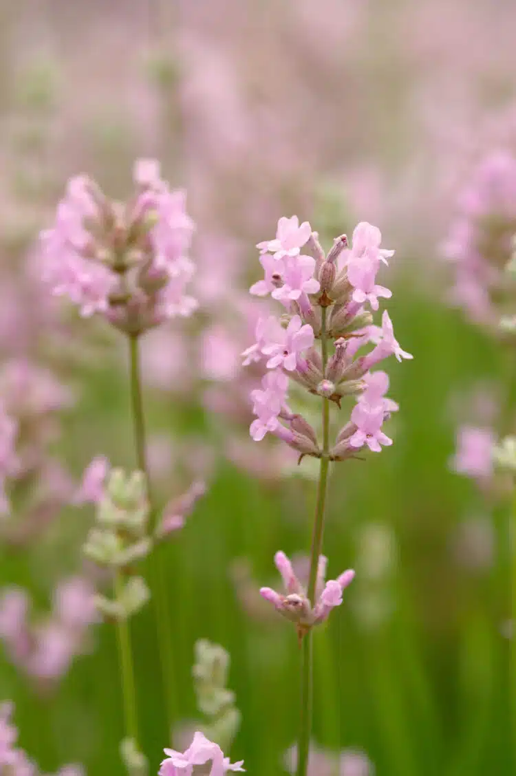 SOLITARY FLOWER SPIKE OF THE PINK LAVENDER LAVANDULA ANGUSTIFOLIA ROSEA