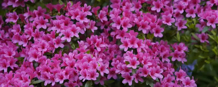 BUY EVERGREEN AZALEA AMOENA PLANTS ONLINE FROM HOPES GROVE NURSERIES