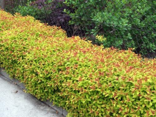 Image of Spiraea japonica Goldflame in hedge