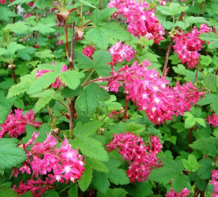 RIBES SANGUINEUM KING EDWARD VII FLOWERING CURRANT FLOWER DETAIL