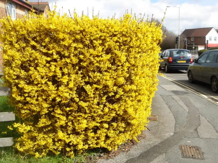 FORSYTHIA HEDGE IN FLOWER FORSYTHIA X INTERMEDIA SPECTABILIS