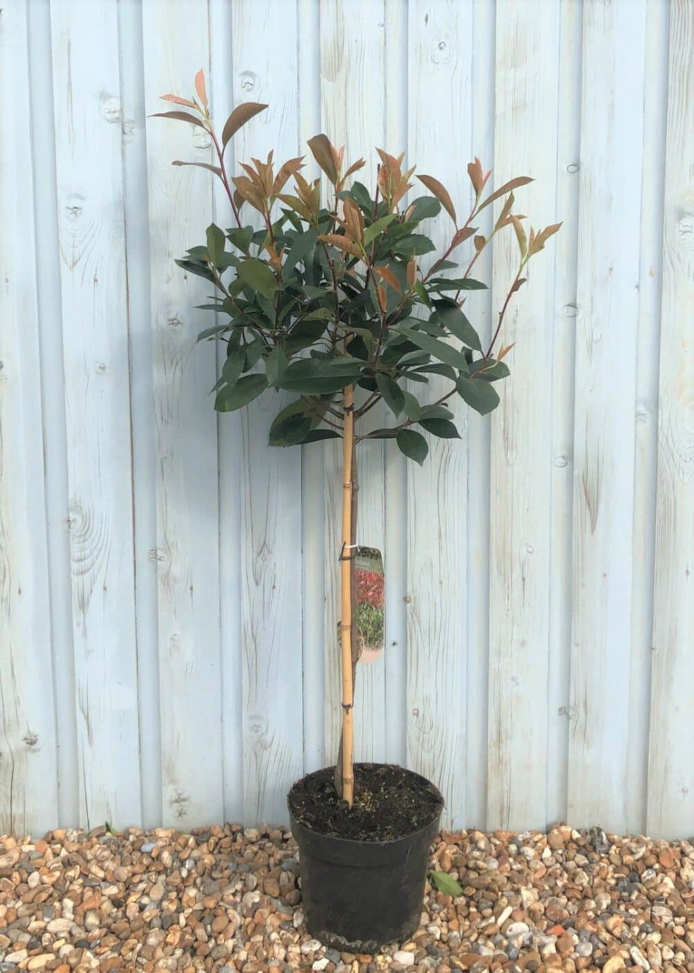 Buy Photinia Red Robin Topiary Lollipop | Red Robin Topiary Tree ...