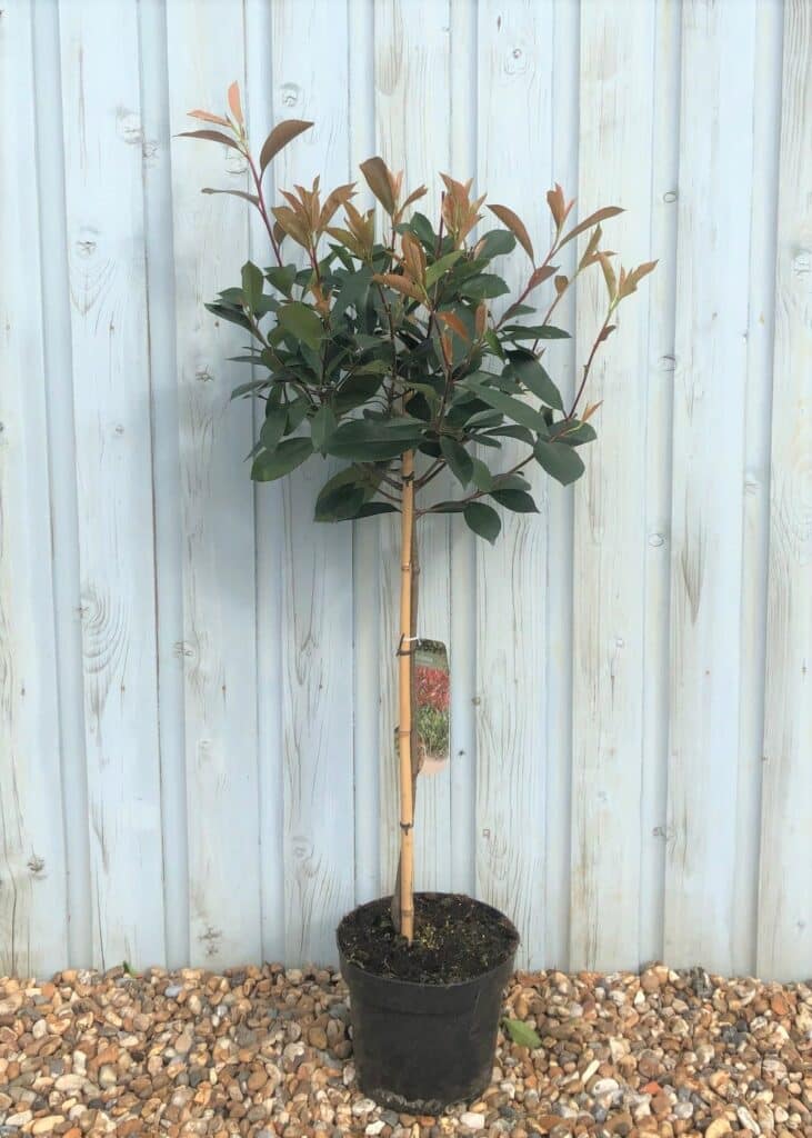 Buy Photinia Red Robin Topiary Lollipop | Red Robin Topiary Tree ...