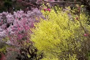 CORYLOPSIS PAUCIFLORA