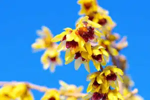 CHIMONANTHUS PRAECOX