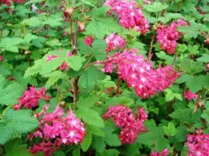 RIBES SANGUINEUM 