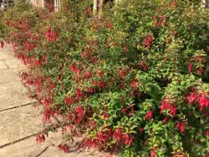 HARDY FUCHSIA