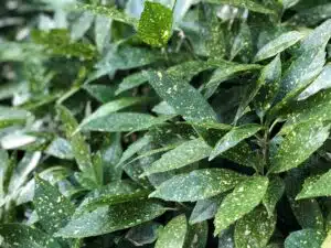 SPOTTED LAUREL FOLIAGE AUCUBA JAPONICA