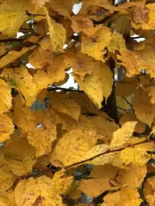 HORNBEAM FOLIAGE