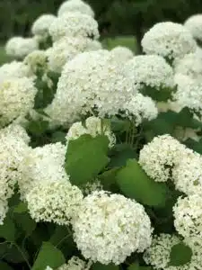 HYDRANGEA ARBORESCENS ANNABELLE