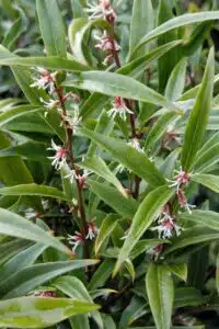 SARCOCOCCA PURPLE STEM