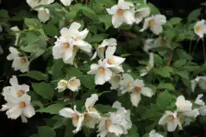 PHILADELPHUS BELLE ETOILLE