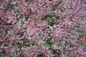 ABELIA CONFETTI