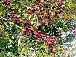 HAWTHORN HAWS, CRATAEGUS MONOGYNA