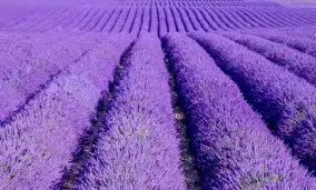 LAVANDULA 'PROVENCE'