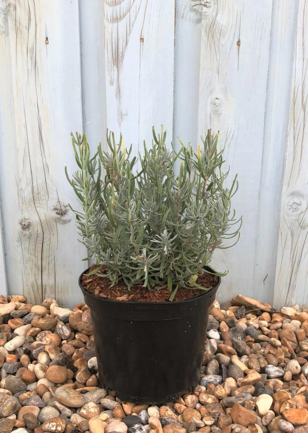 Buy English Lavender Hedge Plants (Lavender Vera) | Hopes Grove Nurseries