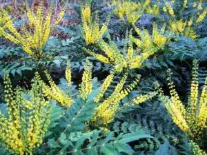 MAHONIA WINTER SUN