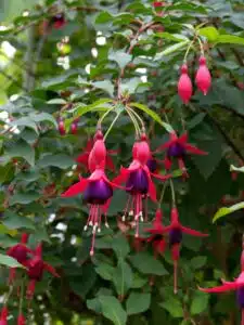 FUCHSIA MRS POPPLE