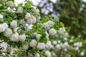 VIBURNUM OPULUS ROSEUM