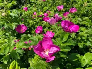 ROSA RUGOSA RUBRA