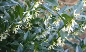 SARCOCOCCA CONFUSA