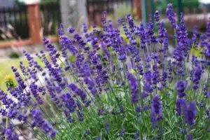 LAVANDULA 'HIDCOTE'