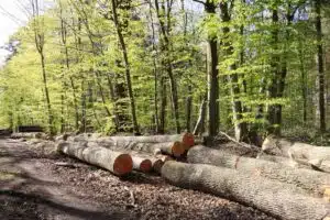 HORNBEAM LOGS IN THE FOREST