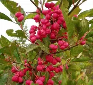 SPINDLE BERRIES, EUONYMUS EUROPAEUS