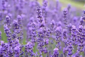 LAVANDULA 'VERA'