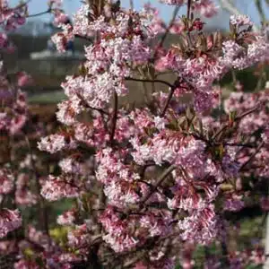 VIBURNUM BODNANTENSE DAWN