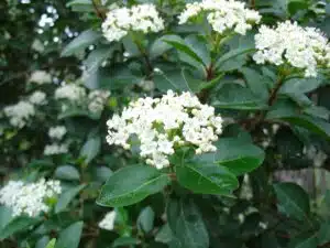 VIBURNUM TINUS IN FLOWER