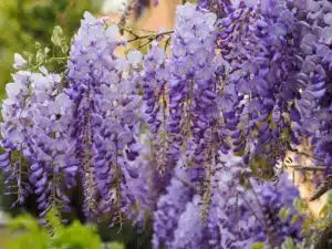 WISTERIA SINENSIS PROLIFIC