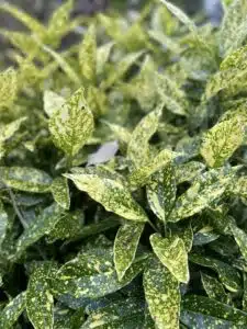 SPOTTED LAUREL AUCUBA JAPONICA 'VARIEGATA' LEAF DETAIL